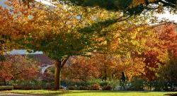 Image of a student walking on campus in the fall.