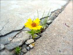 flower in the cracks