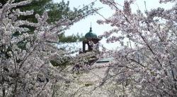 透过开满春花的树枝看到的书院钟楼.