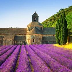 法国塞兰克修道院和日落时盛开的一排排薰衣草花的照片.