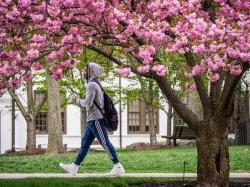 Photo of student walking along campus in front of flowering tree.
